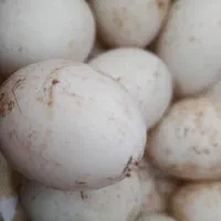 تخم مرغ|خوردنی و آشامیدنی|سبزوار, شرق کال عیدگاه|دیوار