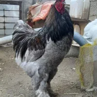 جوجه ۱۰ روزه برهما غول پیکر