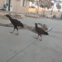 مرغ خروس|حیوانات مزرعه|ری, شهرک نظامی|دیوار