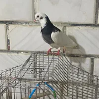 طوقی|پرنده|شوشتر, |دیوار