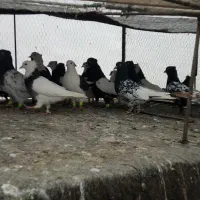 30تا کله سیاه سینه سیاه طوقی سیاه|پرنده|تربت‌حیدریه, سرمحله|دیوار