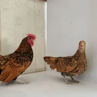 تخم  مرغ مینیاتور نطفه دار