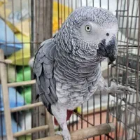 کاسکو سخنگو