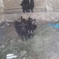 بزغاله نر به فروش میرسد