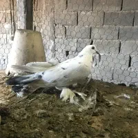 دم سفید و ترکیه|حیوانات|نمین, |دیوار