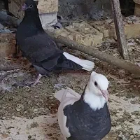 کبوتر گمشده
