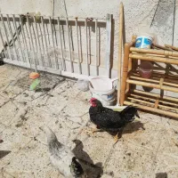 خروس|حیوانات مزرعه|مشهد, شهید بهشتی|دیوار