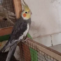 عروس هلندی نر|پرنده|محمدیه-قزوین, |دیوار