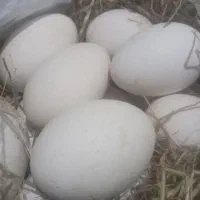 تخم قو غاز نطفه دار