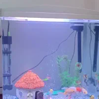 آکواریوم|ماهی|ایلام, |دیوار