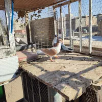 چپ سیاه ماده|پرنده|اقبالیه, |دیوار