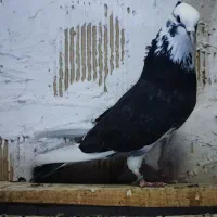 ابلغ نر