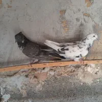 کفتر درجه یک ضمانتی|پرنده|رباط‌کریم, انجم آباد|دیوار