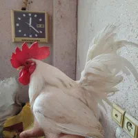 مرغ و خروس اصل محلی