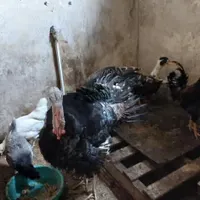 مرغ‌خروس‌گلین بوقلمون اردک غاز|پرنده|رشت, یخسازی|دیوار