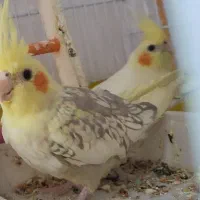 عروس هلندی|پرنده|مشهد, شهرک مهرگان|دیوار
