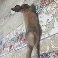 خرگوش آبستن|موش و خرگوش|جوانرود, |دیوار