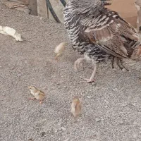 جوجه مرغ|حیوانات مزرعه|زهک, |دیوار