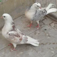 چهار جفت جوجه|پرنده|تهران, آهنگ|دیوار