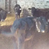 ۱۱عددگوسالهنروماده|حیوانات مزرعه|سروآباد, |دیوار