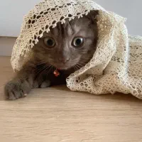 گربه بریتیش اسکاتیش|گربه|تبریز, |دیوار