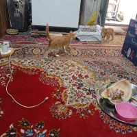 تعداد۳گربه،یک .دو.و سه ماهه بصورت رایگان