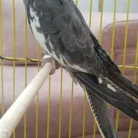 عروس ۴ ماهه