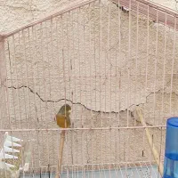 قناری مست ماده گیر