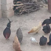 فروش مرغ