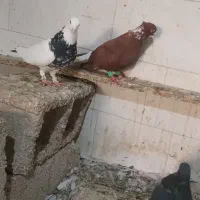 کبوتر|پرنده|شوشتر, |دیوار