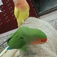 یک جفت طوطی کوتوله برزیلی