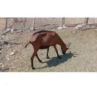 بز آلپاین خوب و شیری م