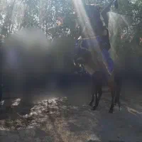 مادیون فروشی...|اسب و تجهیزات اسبسواری|دزفول, |دیوار