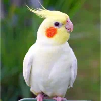 فروش و خرید انواع پرنده