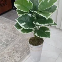 گل آپارتمانی