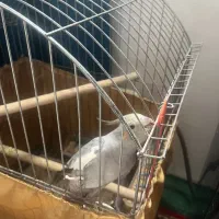 طوطی عروس نر|پرنده|سرخرود, |دیوار