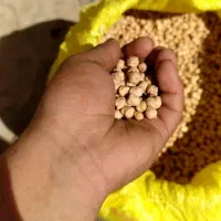 نخود سفید دو‌تن|خوردنی و آشامیدنی|موچش, |دیوار