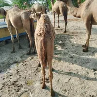 چند نفر شتر ماده همراه با بچه وچند تا شتر آبستن