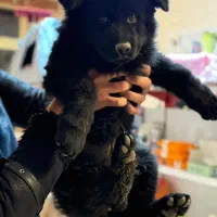 واگذاری یک قلاده ژرمن|سگ|تبریز, |دیوار