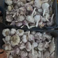 سیر