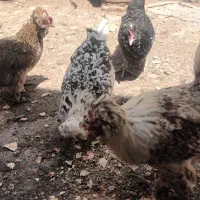 تخم بلدرچین نطفه دار ....تخم مرغ گلین نطفه دار