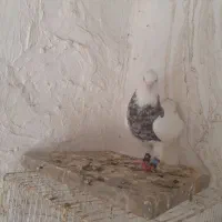 کبوتر