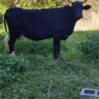 گاو 9ماه آبستن