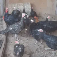 بوقلمون ماده