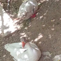 غاز نروماده|پرنده|قزوین, |دیوار