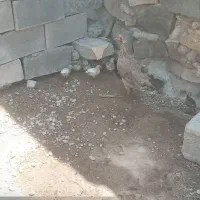 مرغ با جوجه ی محلی