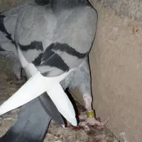 کفتر سبز نر