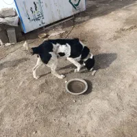 ماده سگ قدرجانی اصیل شجره دار