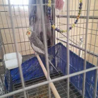 عروس هلندی