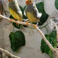 فنچ ستاره ای ، گلدین